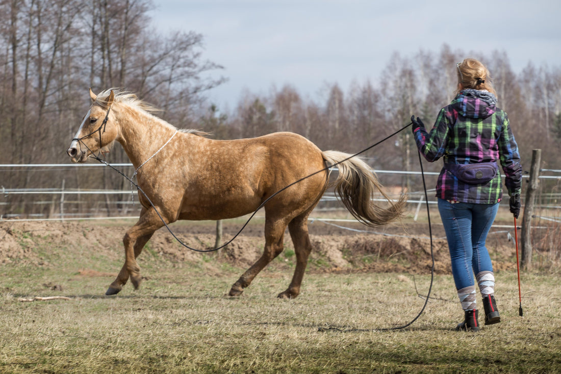 The Owner's Guide to Chondroitin Horse Supplements