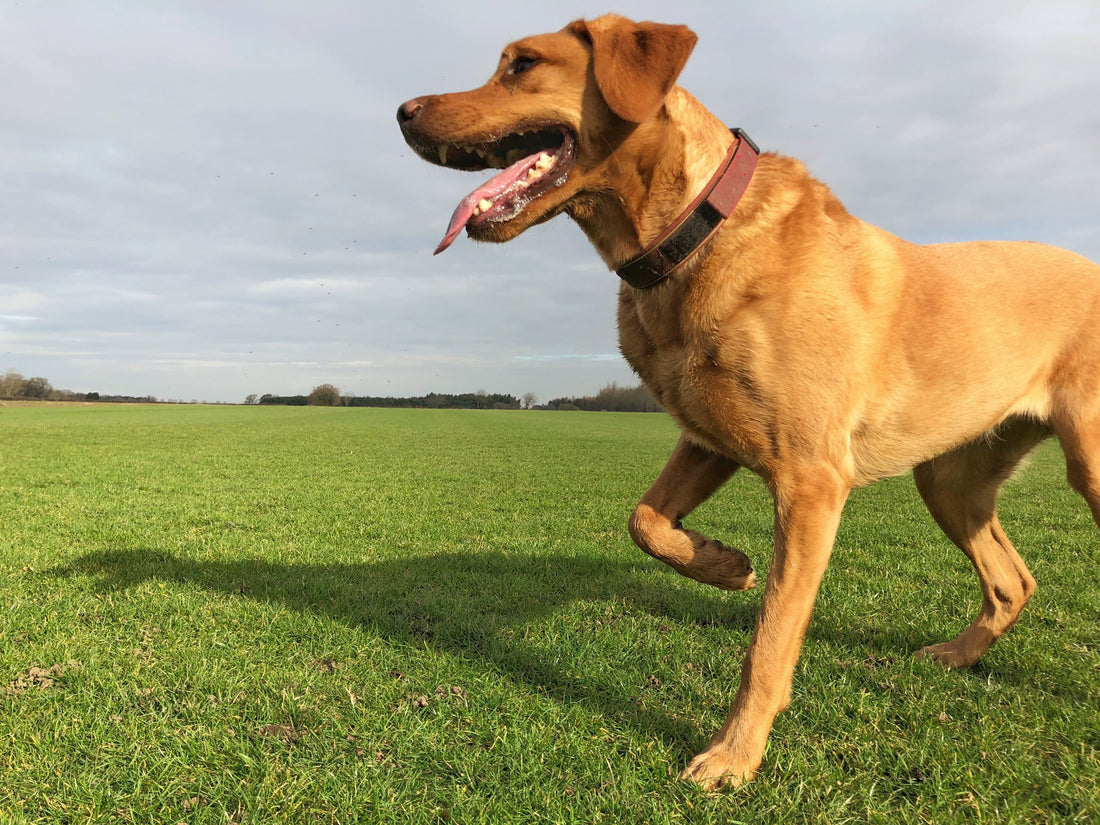 Dog Limping After Exercise Supplement: A Guide