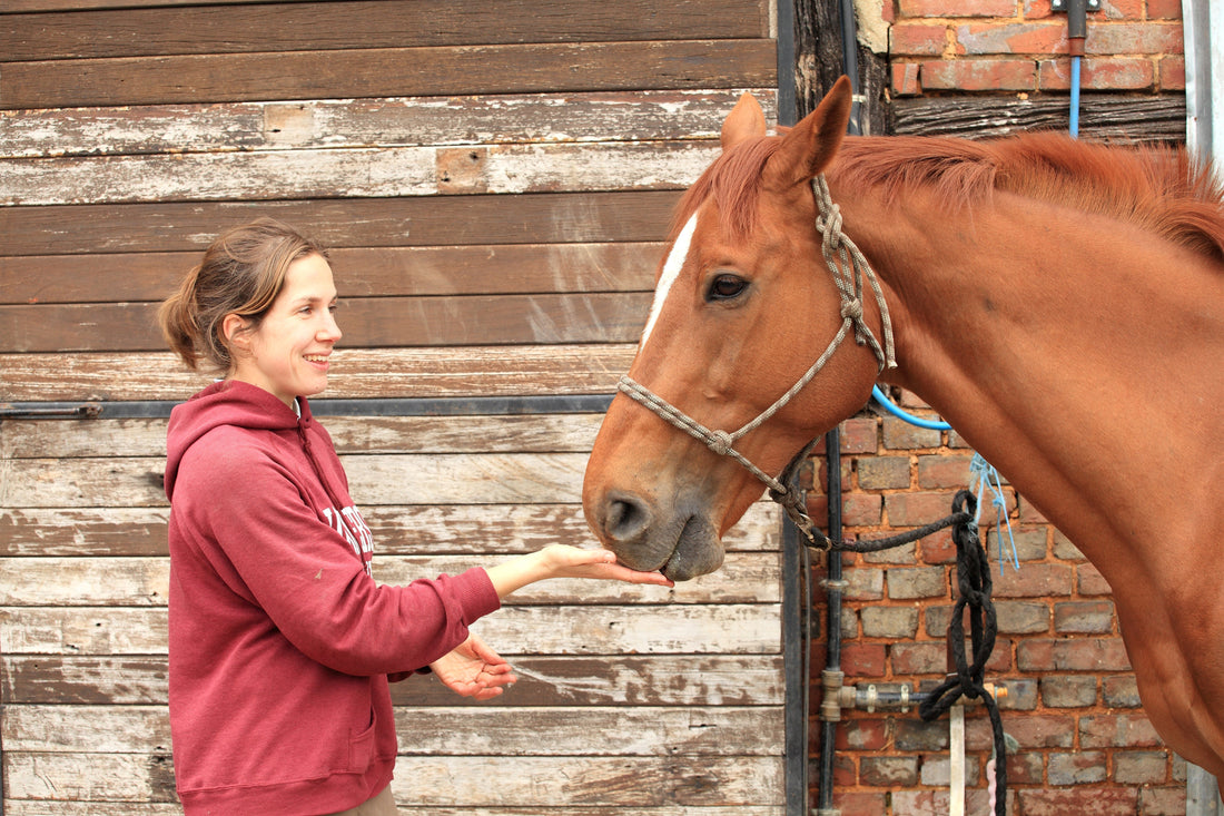 Equine Wellness 101: Your Complete Owner's Guide
