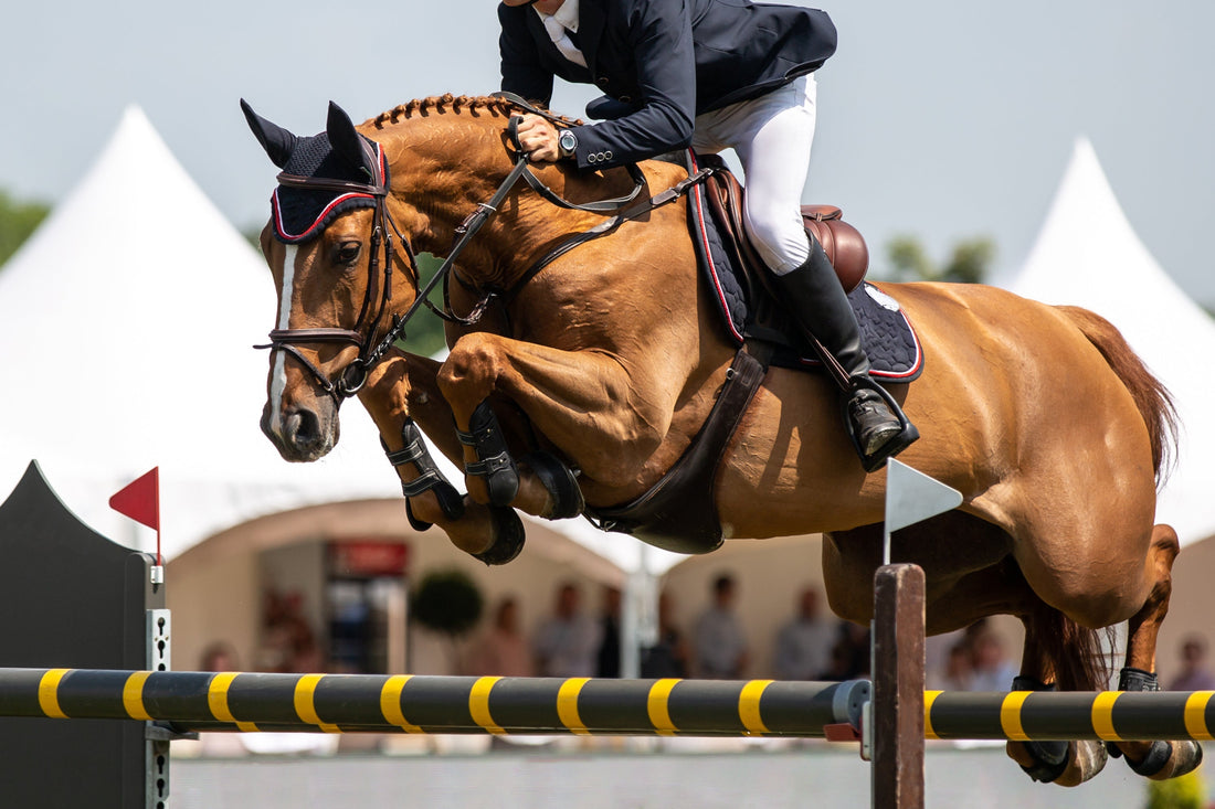 Horse Muscle Builder 101: A Complete Guide