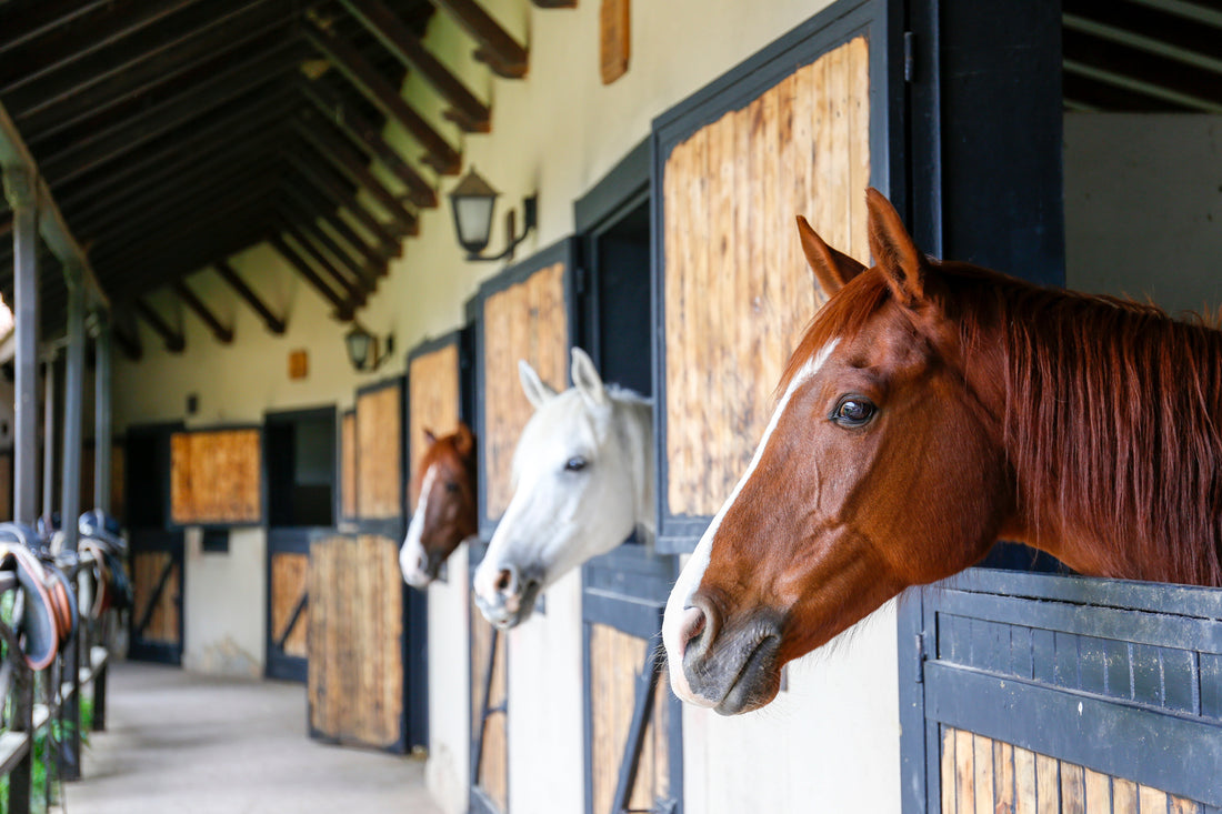 Equine Arthritis Treatments: Your Complete Guide