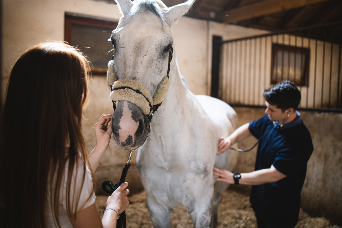 A Guide to the Best Horse Stomach Supplements