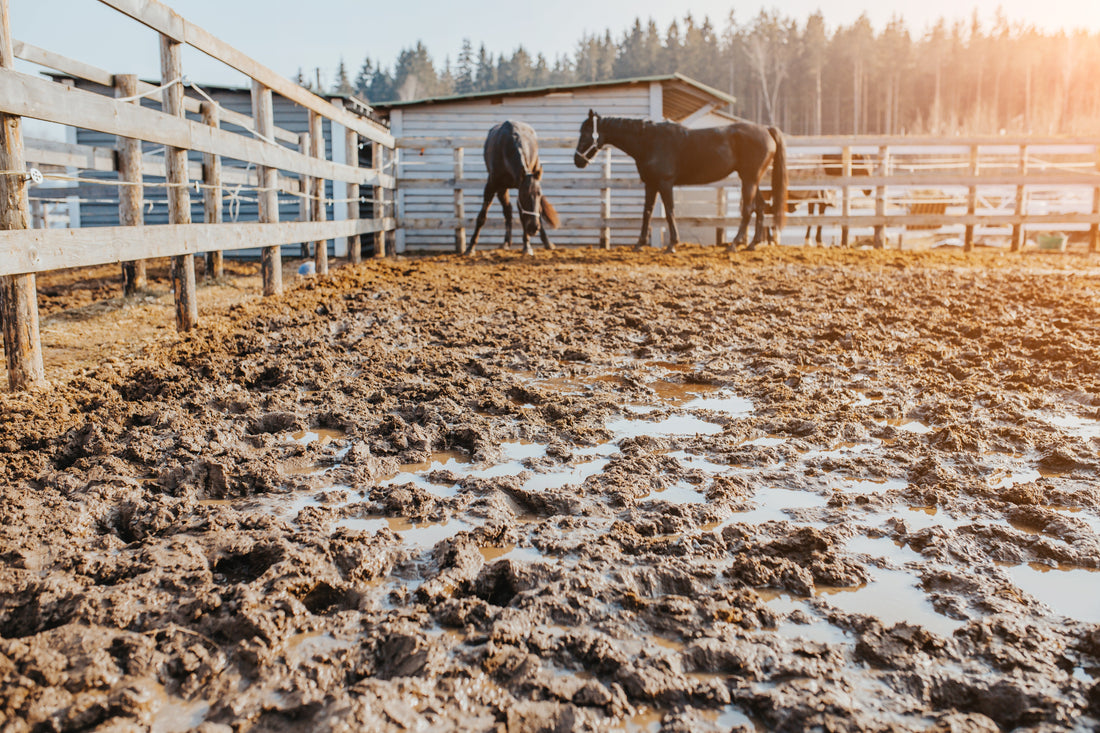 Rain Rot Treatment for Horses: What You Need to Know