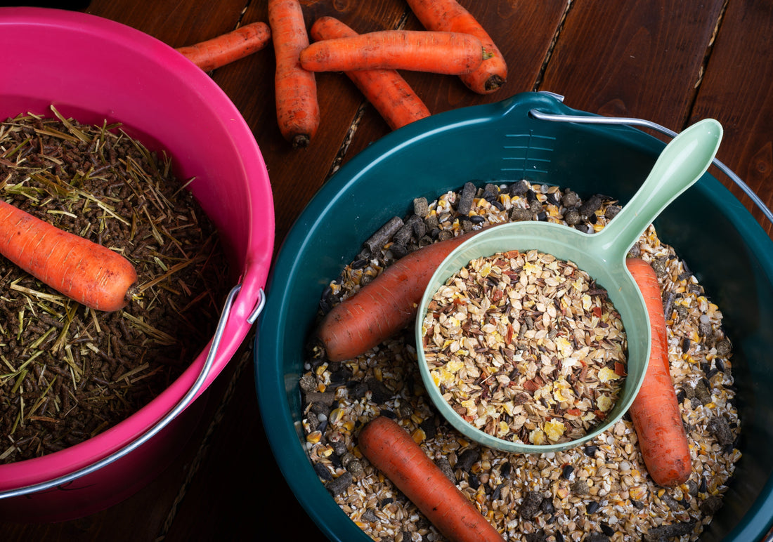 How to Find the Best Horse Digestive Supplement
