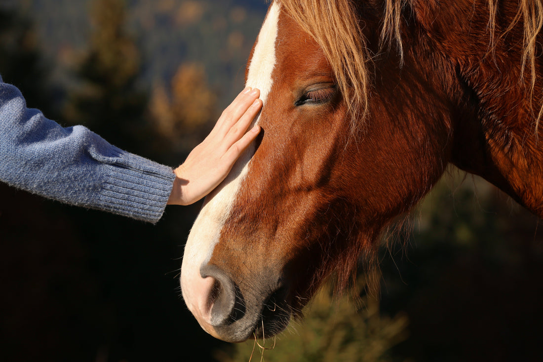 Bulk Horse Supplements for Sale: A Complete Guide