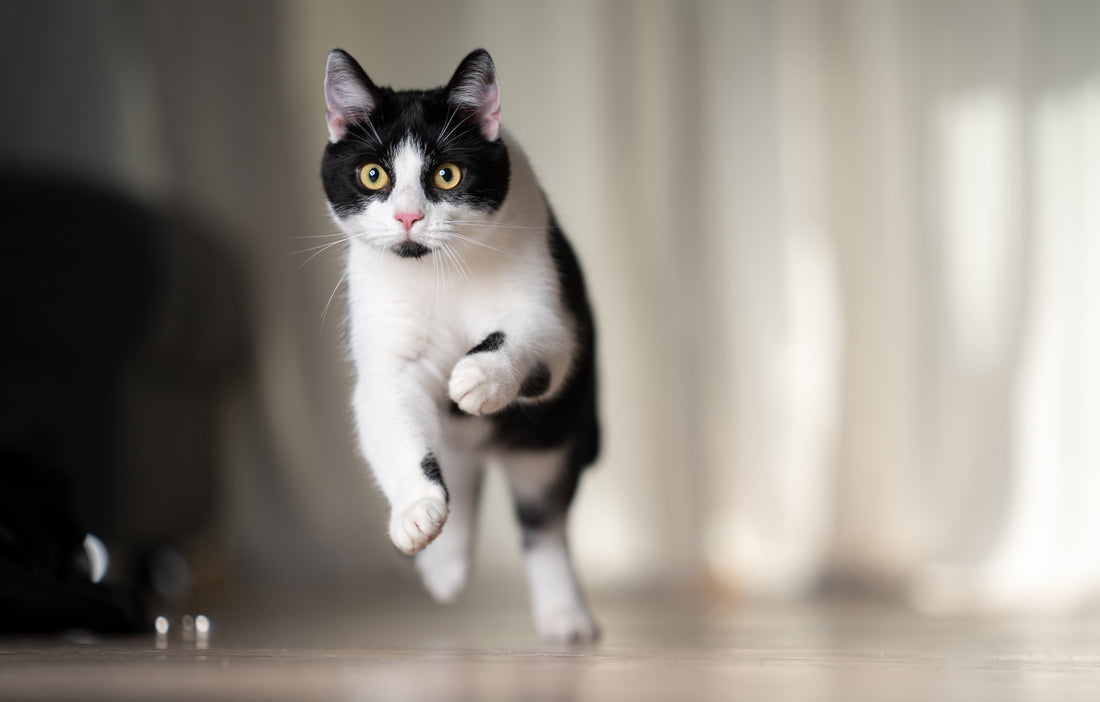 The Essential Guide to Feline Arthritis Supplements