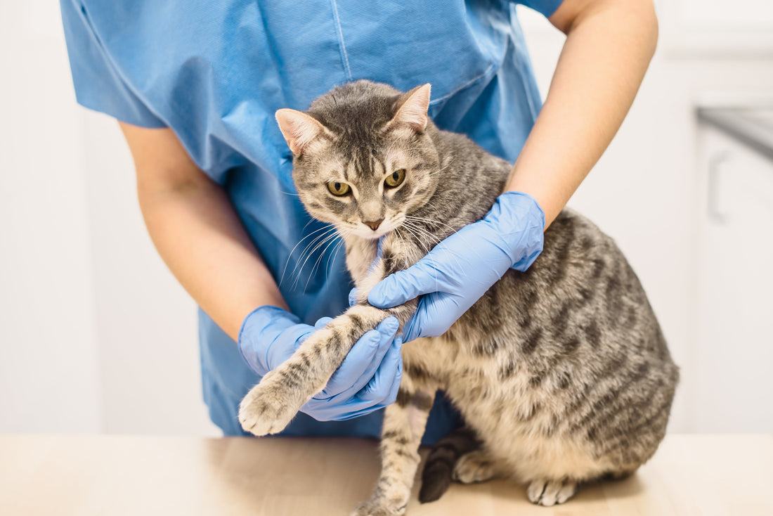 The 4 Best Liquid Joint Supplements for Cats