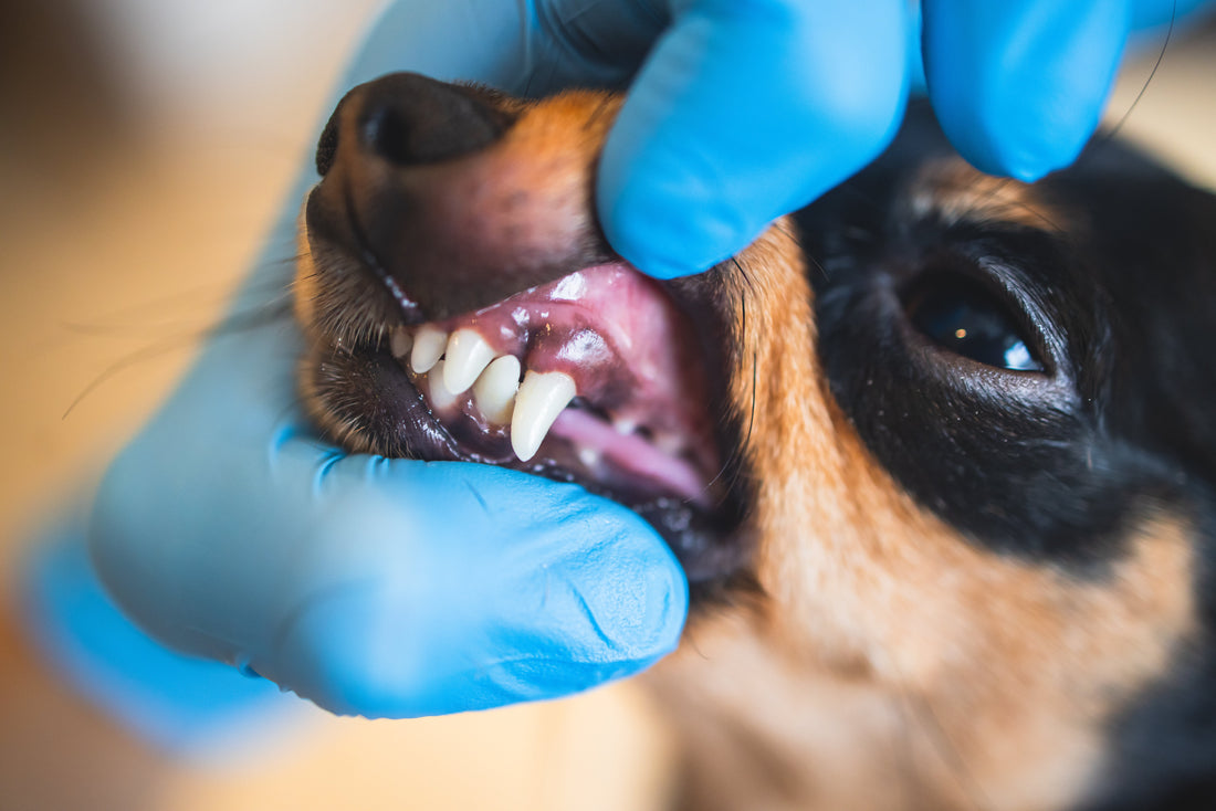 7 Ways for Safe Dog Teeth Cleaning Without Brushing