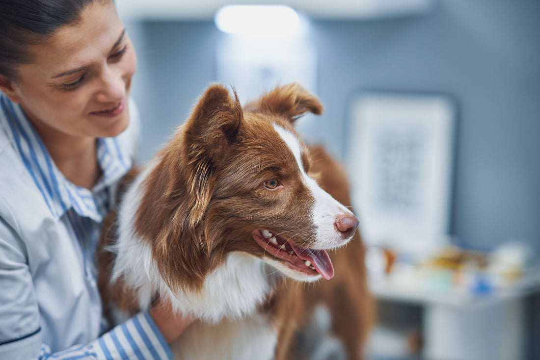 Liquid Chondroitin for Dogs: A Pet Parent's Guide