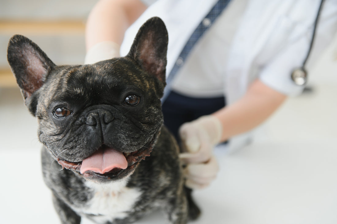Glucosamine for Dogs Side Effects: What You Need to Know