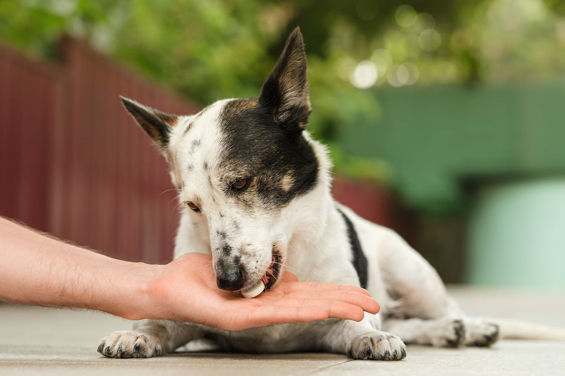 How to Choose the Best Joint Supplements for Pets