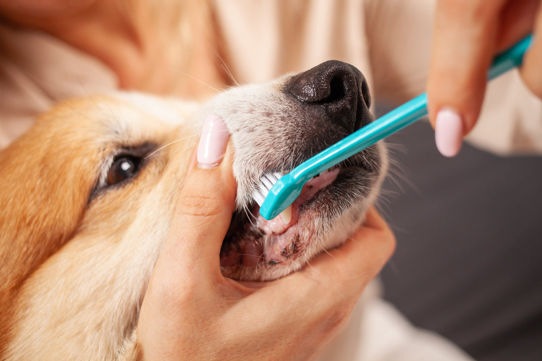 A Practical Guide to Dental Care for Canine Teeth