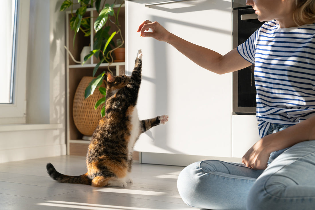 3 Best Joint & Mobility Liquid for Cats Reviewed