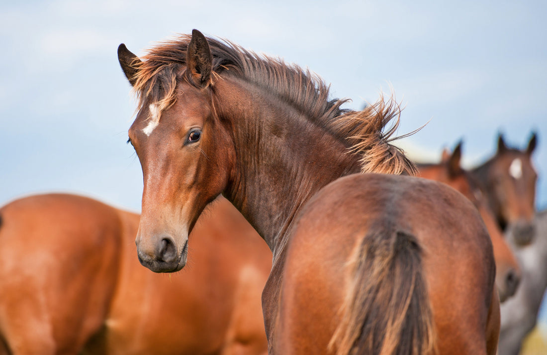 Glucosamine Hydrochloride for Horses: What to Know