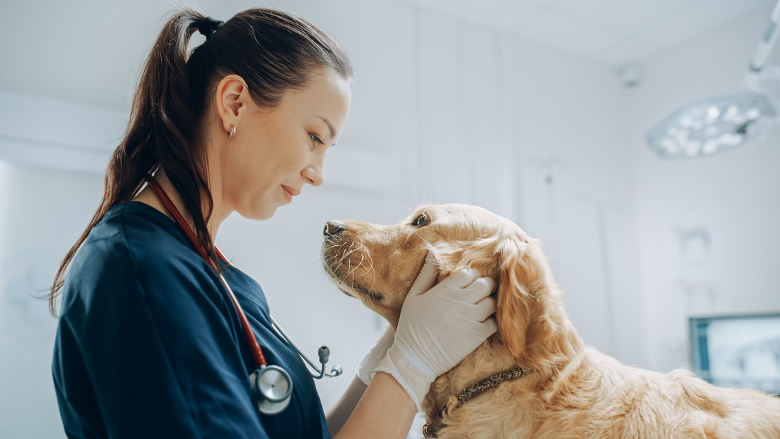 Dog ACL Recovery Supplements: A Complete Guide