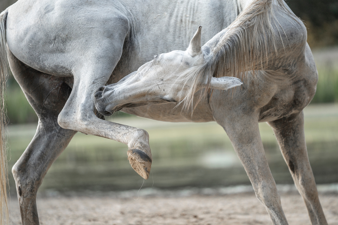 A Practical Guide to Horse Skin Sore Treatment