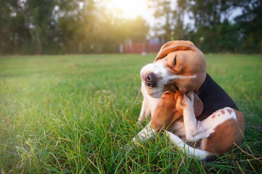 Dermatitis Relief for Dogs: A Holistic Guide