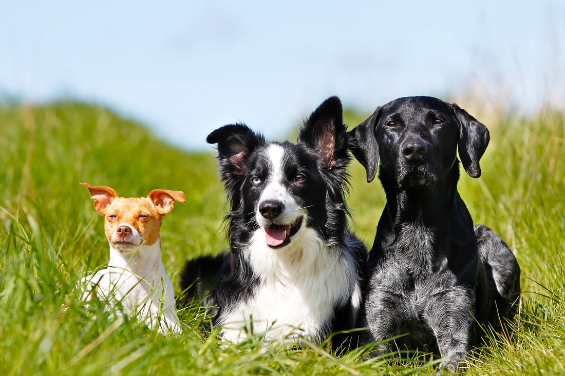 Dog Skin Irritation Spray: Natural or Medicated?