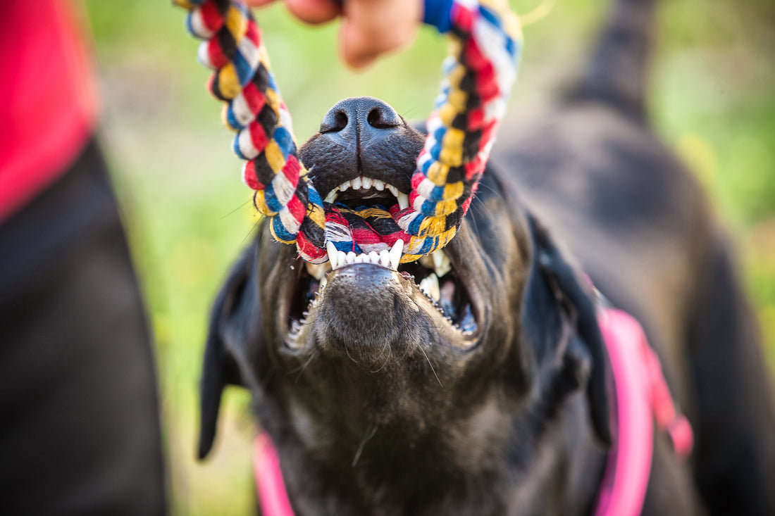 Bad Breath in Dogs: Top Causes & Easy Fixes