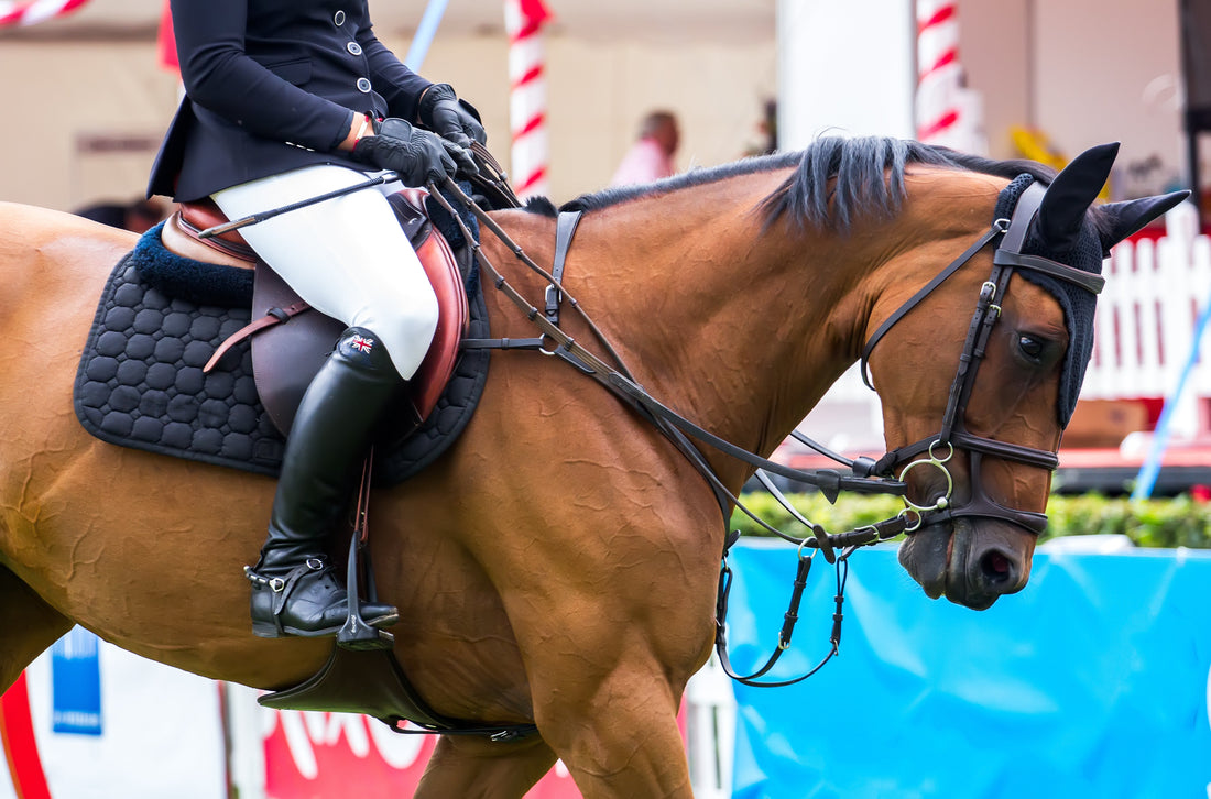 How to Choose a Joint Supplement for a Working Horse