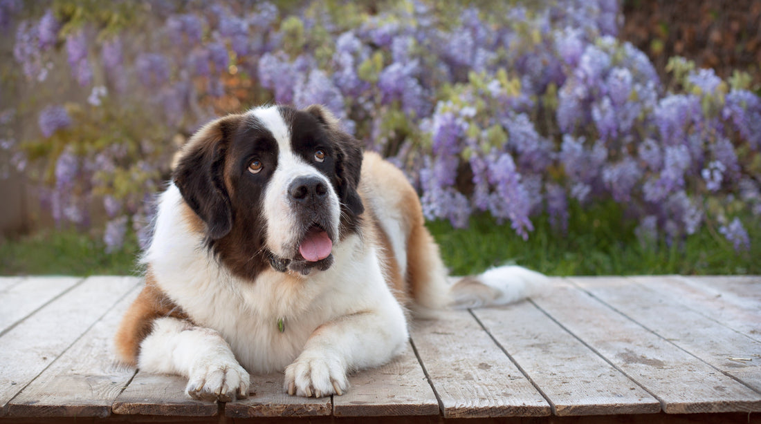Top Large Dog Joint Supplements for Mobility & Comfort