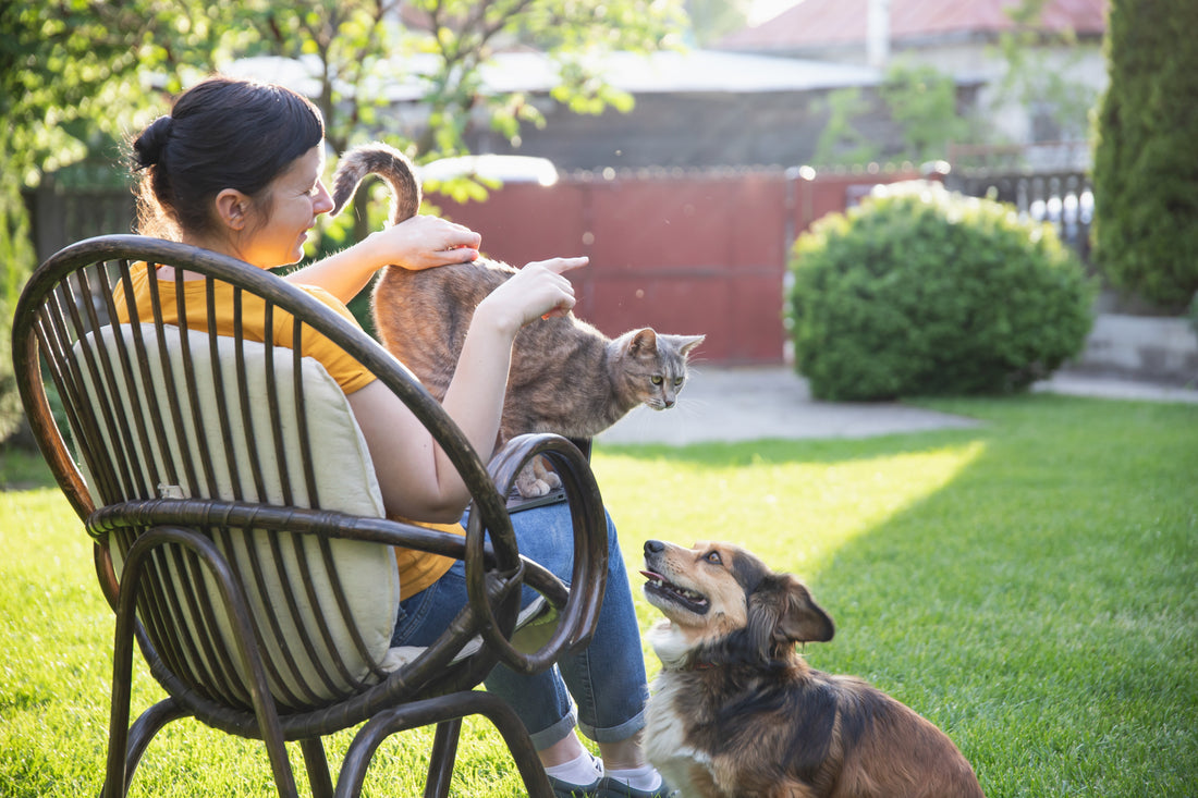 How to Choose the Best Skin Supplements for Pets
