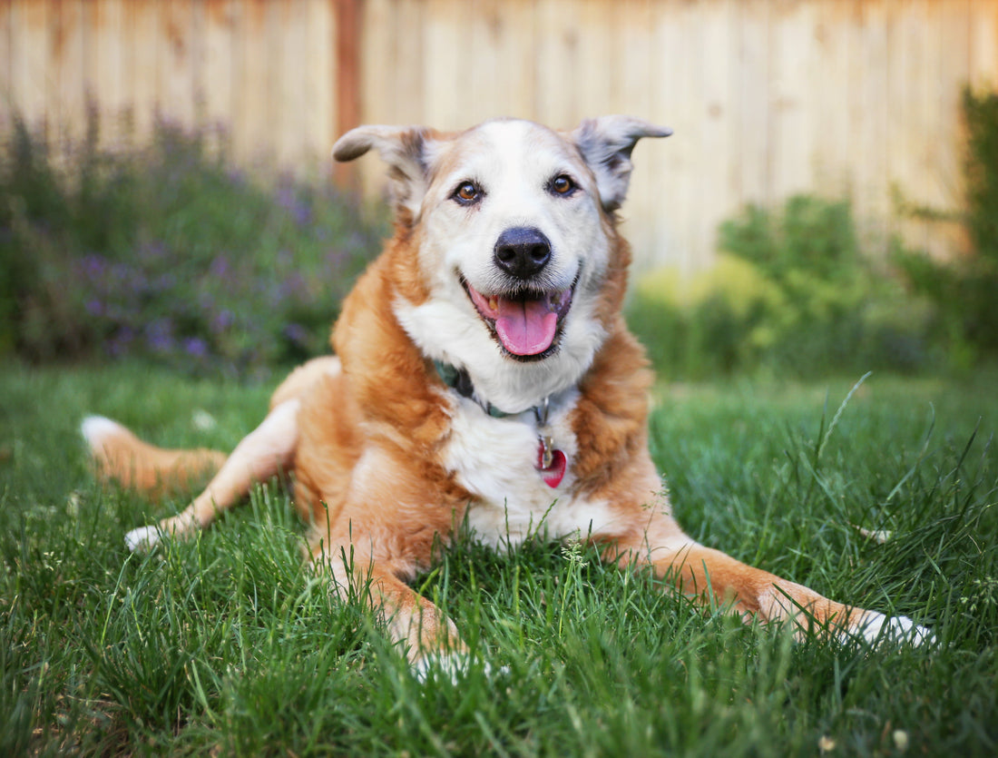 Top Rated Joint Supplements for Dogs: A Guide