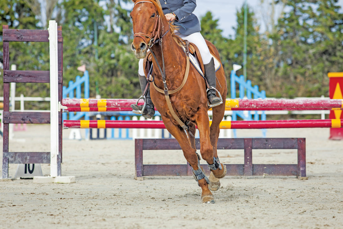 The Essential Guide to Equine Competition Recovery