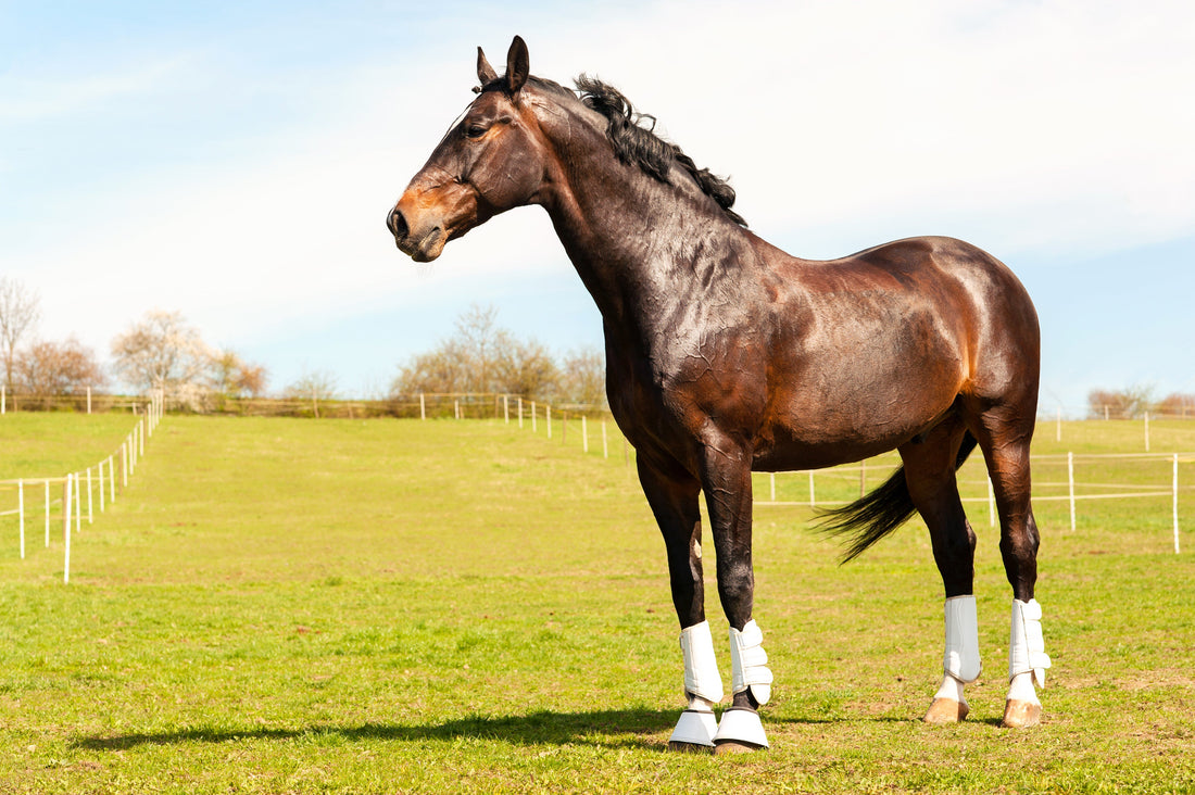 Joint Stiffness Treatment for Horses: A Complete Guide