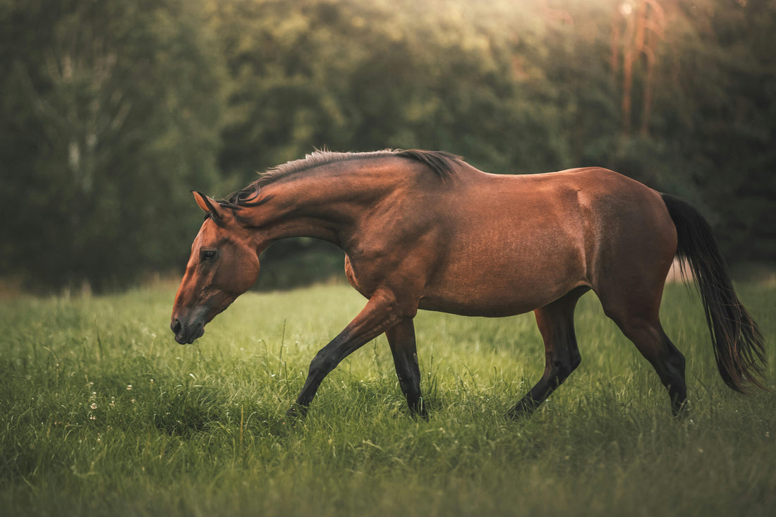 The Complete Senior Horse Joint Care Guide