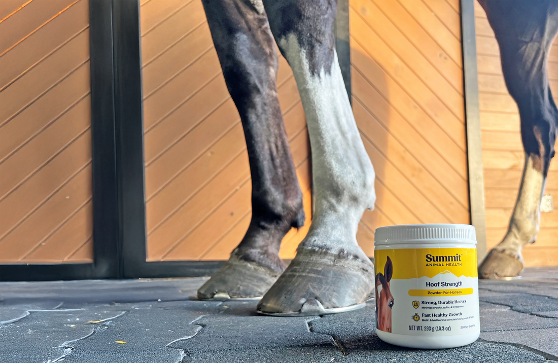 The 5-Step Daily Hoof Care Routine for Horses