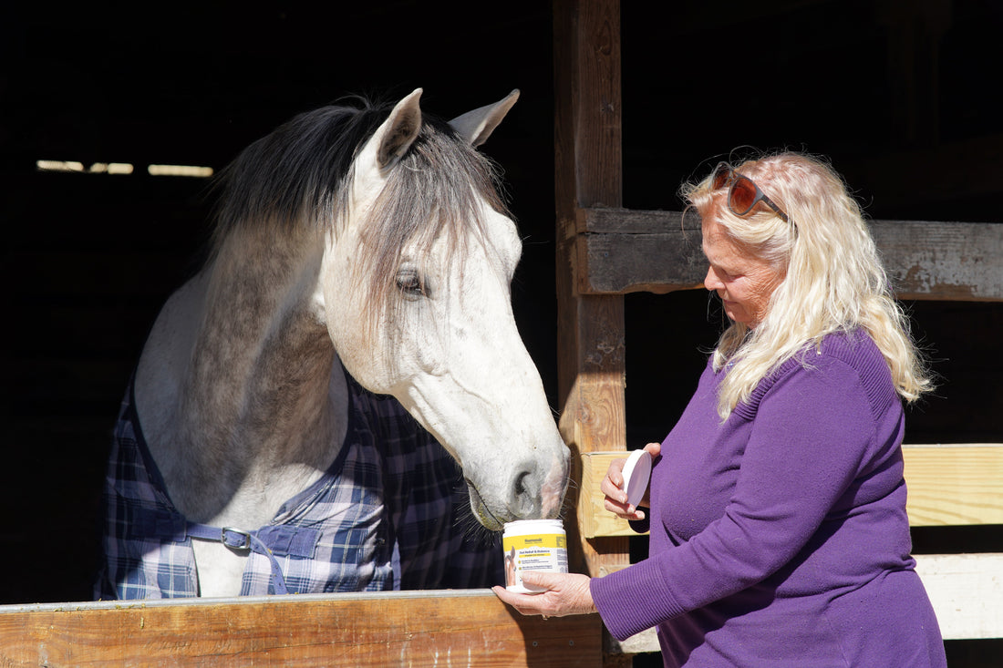 Gut Health for Horses: A Complete Guide for Owners
