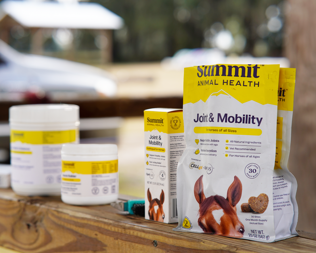 A Buyer's Guide to Equine Performance Supplements for Sale