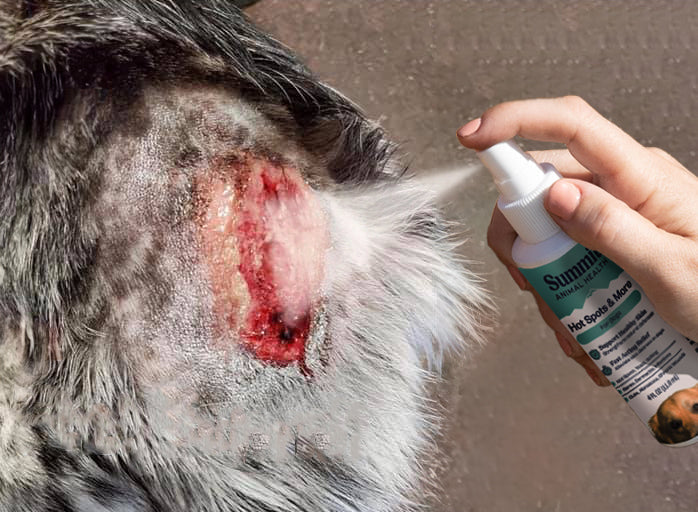 Red Flags That Mean See Your Vet Soon