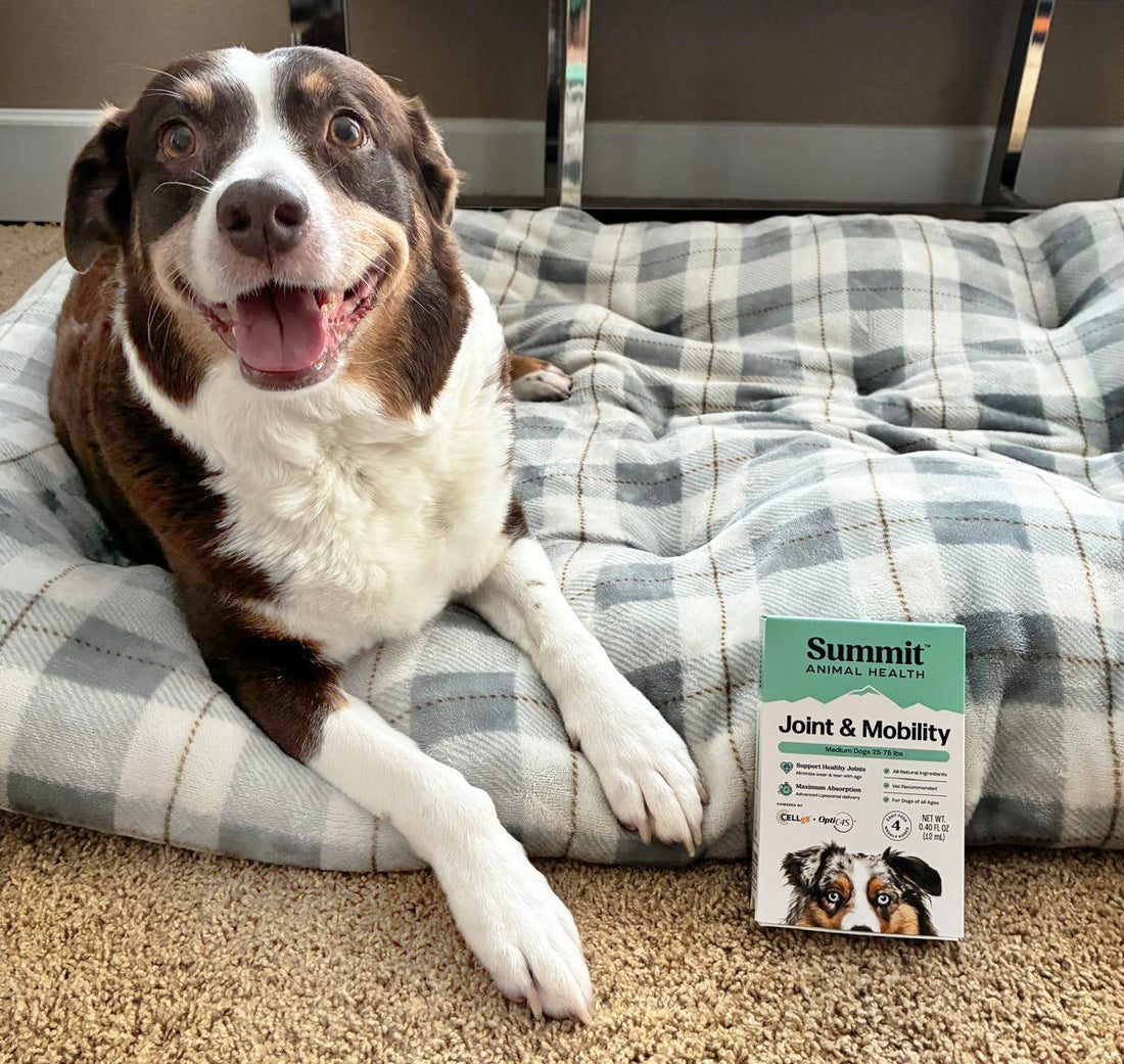 6 Best Natural Alternatives to Rimadyl for Dogs