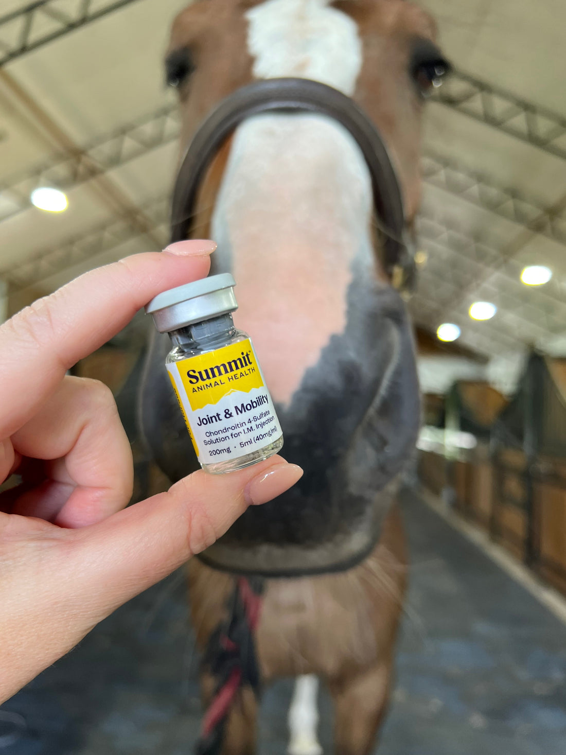 A Horse Owner's Guide to Joint Supplements for Horses