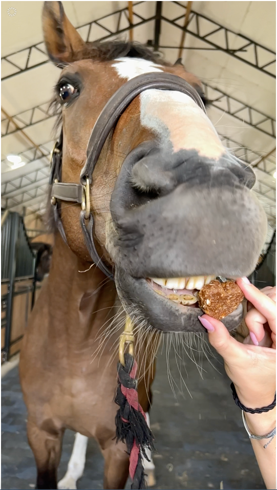 How to Choose a Vet Formulated Horse Joint Supplement