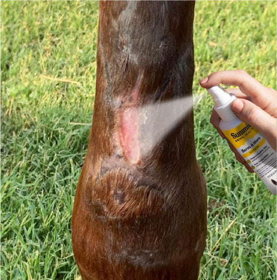How to Treat Skin Infections in Horses: A Simple Guide