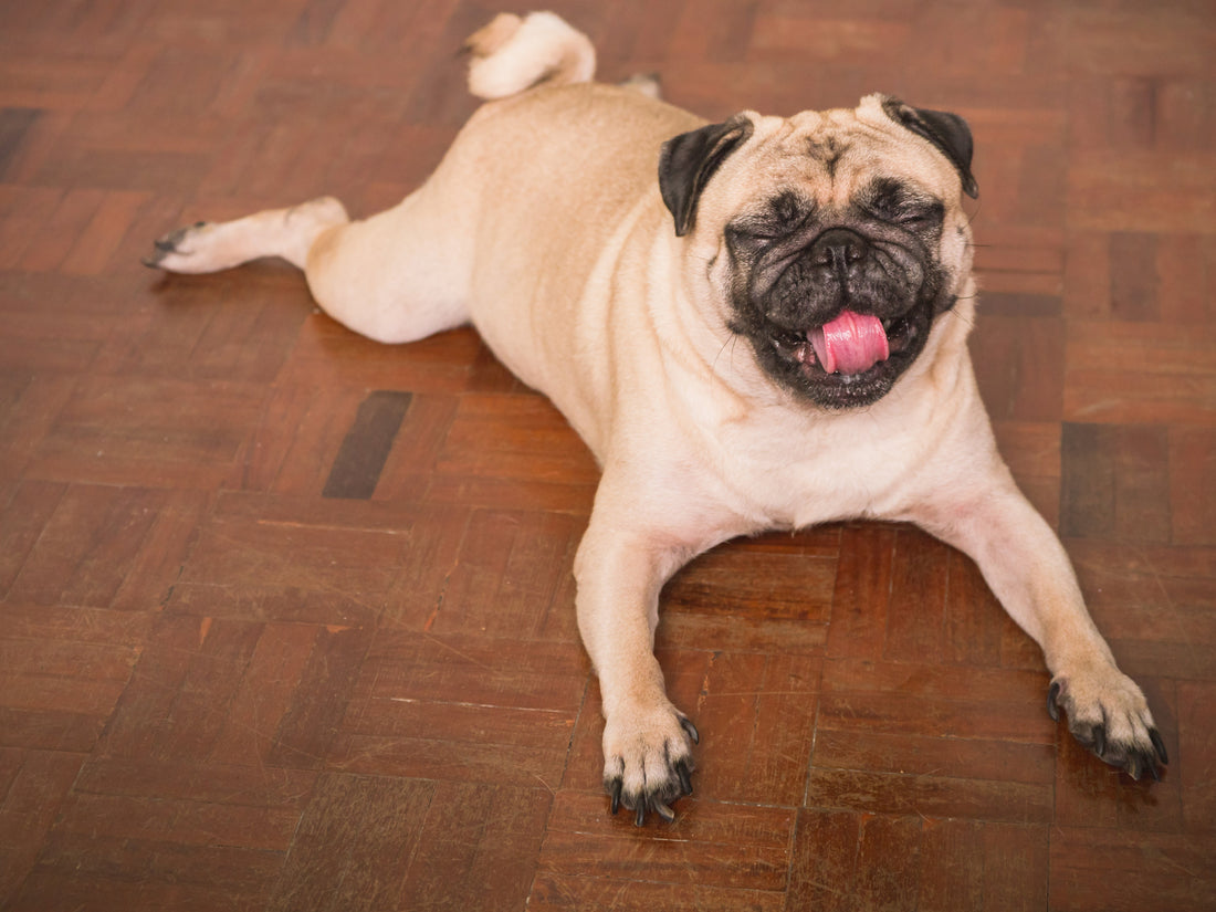 How to Find the Best Dog Joint Supplement Discount