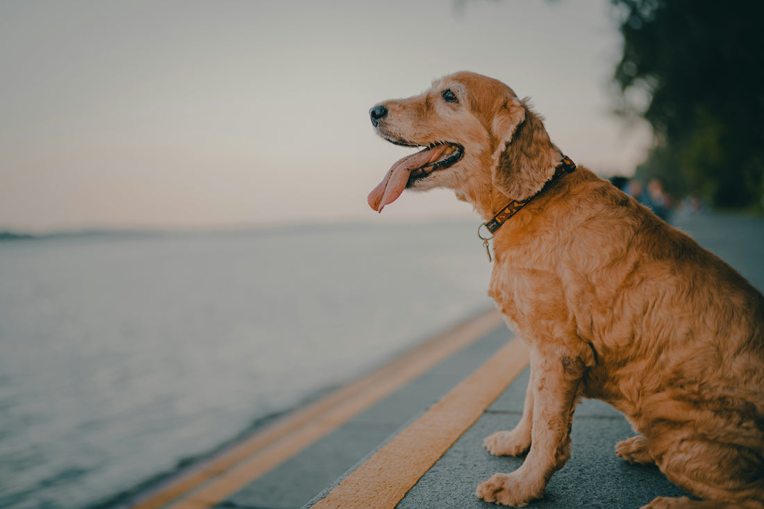 The 4 Best Glucosamine Free Dog Supplements