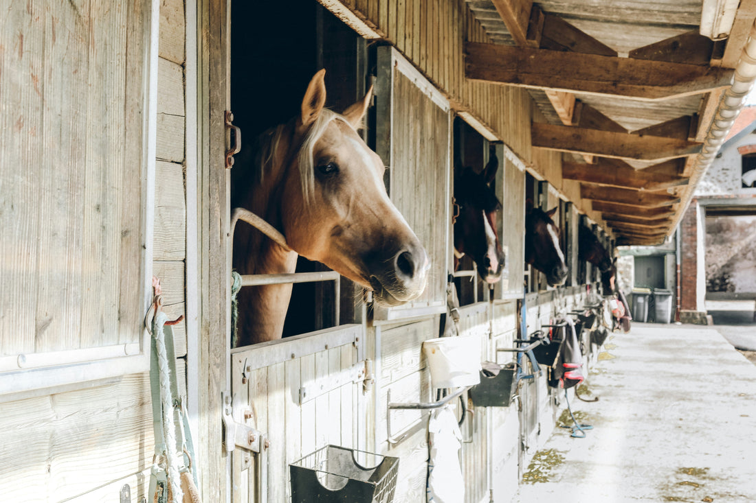 How to Buy the Best Vet-Developed Horse Supplements