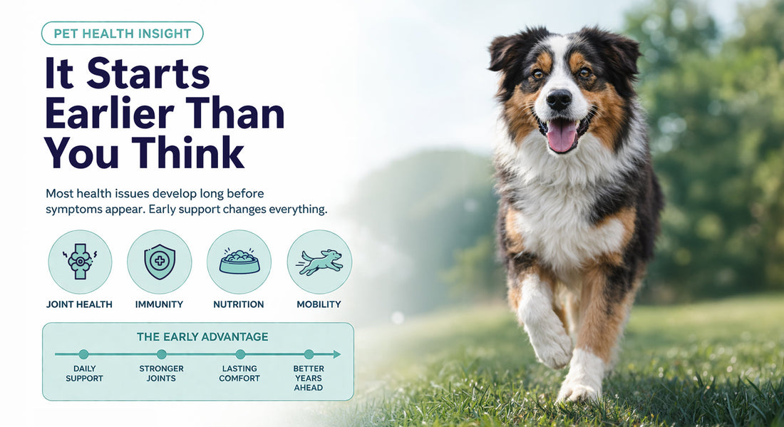 Why Most Pet Health Issues Start Long Before Symptoms Appear