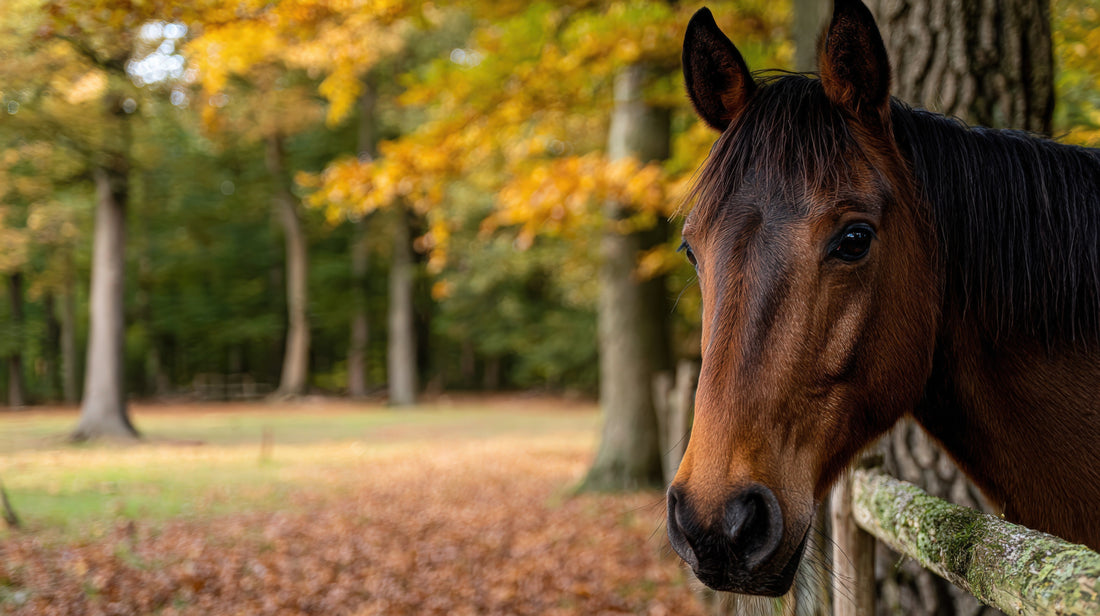The Owner's Guide to CBD for Horse Arthritis