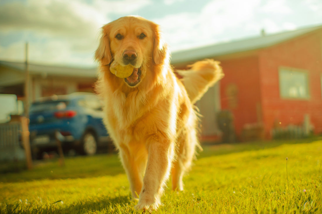 A Guide to Evidence-Based Joint Care for Dogs