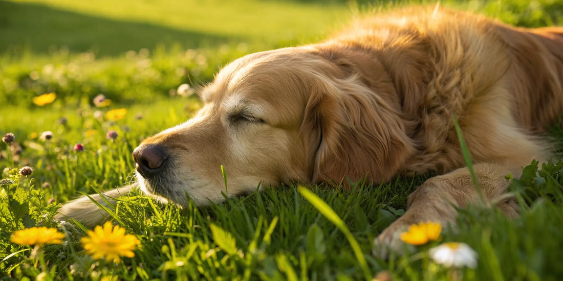 Golden retriever resting on grass, finding relief from dog hip and joint pain.