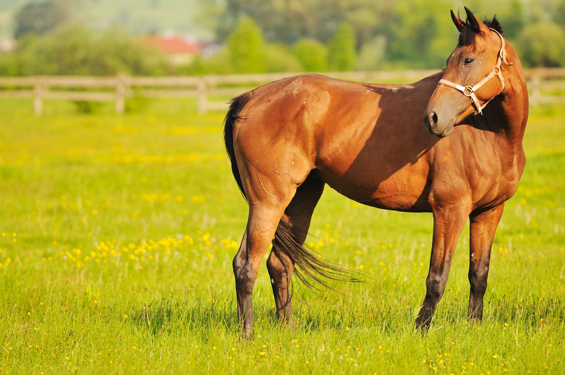 A Guide to the Best Equine Muscle Builder