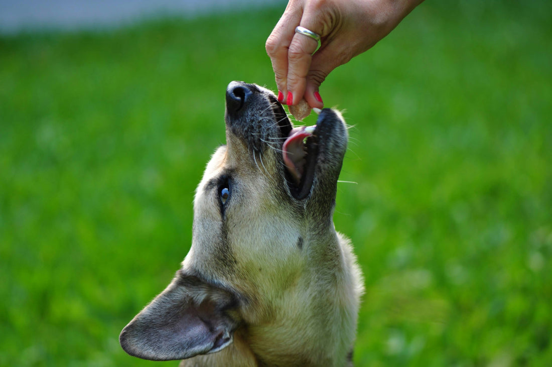 How to Buy a Non-Glucosamine Joint Supplement for Dogs