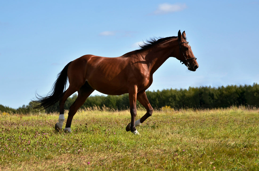 Best Supplement for Stiff Horse Joints: A Vet's Guide