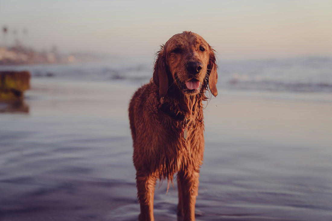 How to Rebuild Cartilage in Dogs Naturally: A Guide