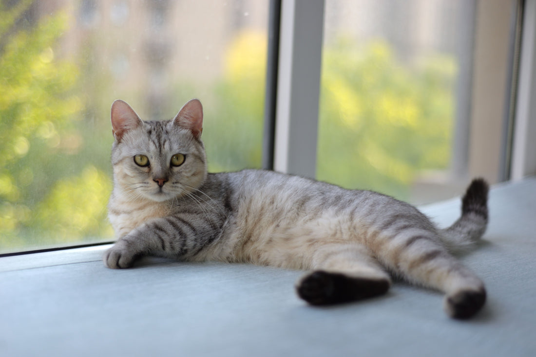 5 Ways to Start Preventative Joint Care for Cats